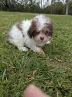 Paul, a male Poodle - Toy  for sale in Loxley, AL – Photo 1 of 4