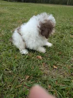 Paul, a male Poodle - Toy  for sale in Loxley, AL – Photo 2 of 4