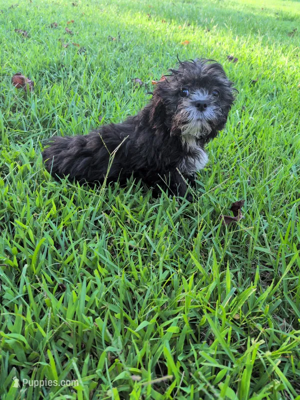 Sara – Shihpoo puppy for sale in Loxley, AL