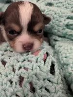 Cash , a female Chihuahua for sale in Loxley, AL – 1 of 2