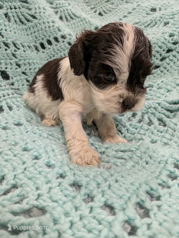Cindy – Cocker Spaniel puppy for sale in Loxley, AL