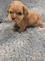 processed/0eb9aa89-e263-4c8d-ac75-bfbdc6cdd342/listing/f31713fc-223f-46ba-9050-1f4f8338556c/7d95b937-1781-4429-a53a-38189a768ceb