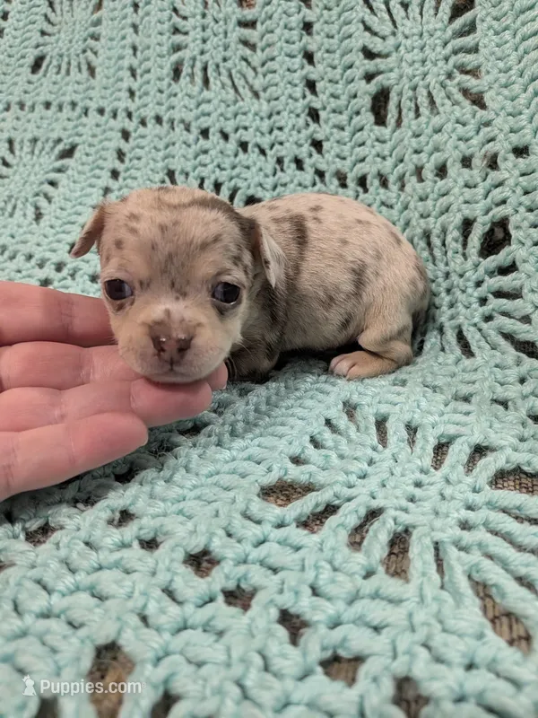 Casey – Chihuahua puppy for sale in Loxley, AL