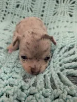 Casey, a female Chihuahua for sale in Loxley, AL – 2 of 3