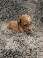 Micky, a male Maltipoo for sale in Loxley, AL – 2 of 2