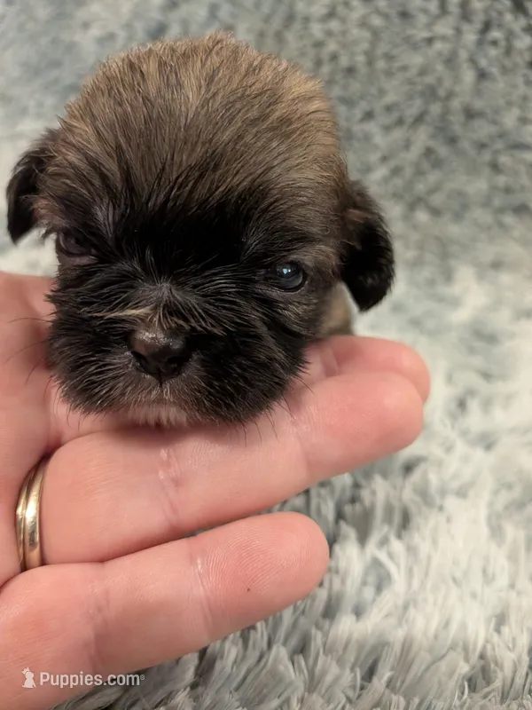 Shawn – Shih Tzu puppy for sale in Loxley, AL