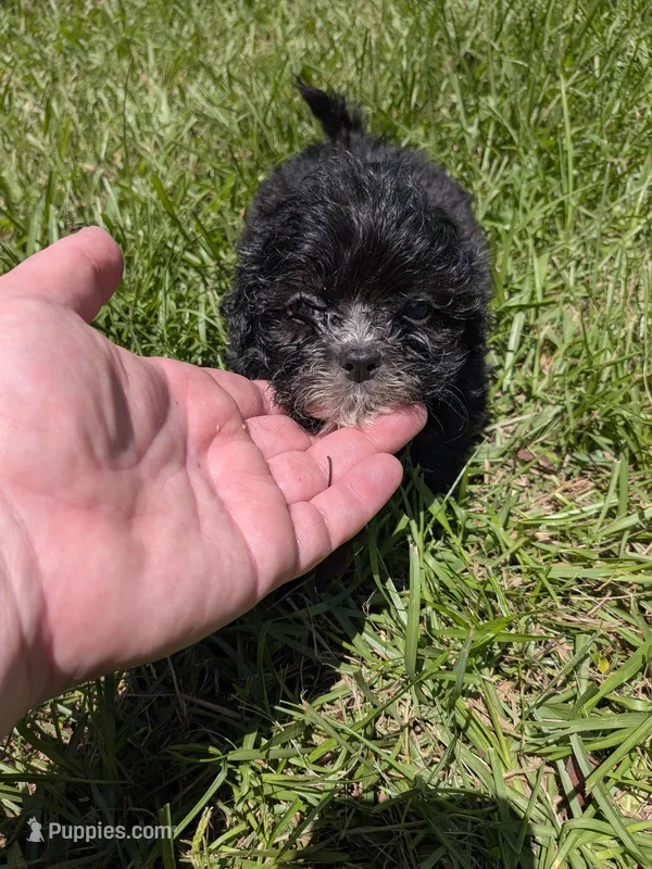 Sara – Shihpoo puppy for sale in Loxley, AL