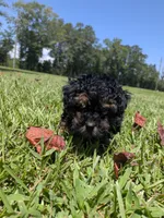 Paula, a female Poodle - Toy  for sale in Loxley, AL – 2 of 5