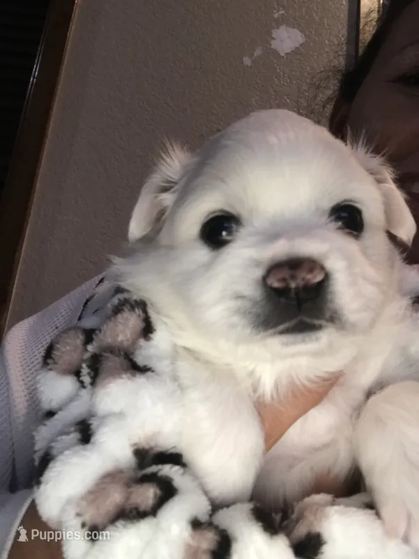 Apple  – American Eskimo puppy for sale in Saratoga, CA