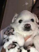 Apple , a female American Eskimo for sale in Saratoga, CA – 1 of 4