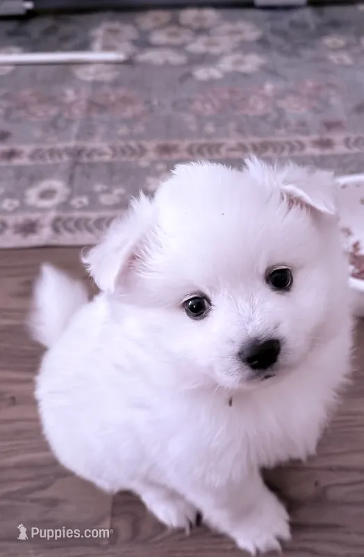 Apple  – American Eskimo puppy for sale in Saratoga, CA