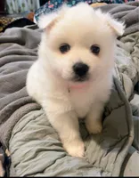 Snow , a female American Eskimo for sale in Saratoga, CA – 3 of 9