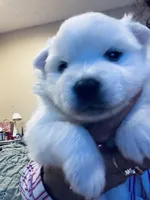 Lola, a female American Eskimo for sale in Saratoga, CA – Photo 1 of 5