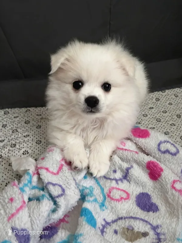 Smush  – American Eskimo puppy for sale in Saratoga, CA