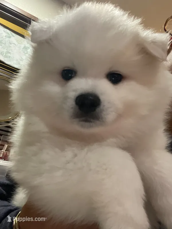 Sky – American Eskimo puppy for sale in Saratoga, CA