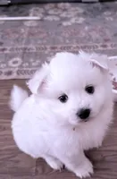 Sky, a female American Eskimo for sale in Saratoga, CA – 4 of 6