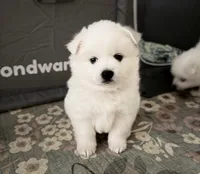 Lola, a female American Eskimo for sale in Saratoga, CA – Photo 5 of 5