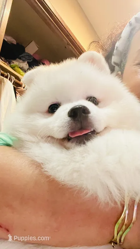 Lola – American Eskimo puppy for sale in Saratoga, CA