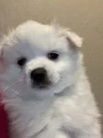 Snow , a female American Eskimo for sale in Saratoga, CA – 9 of 9