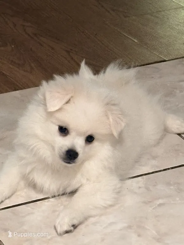 Sky – American Eskimo puppy for sale in Saratoga, CA