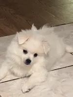 Sky, a female American Eskimo for sale in Saratoga, CA – 1 of 6