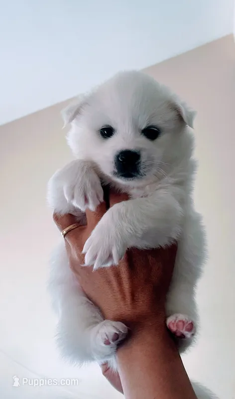 Apple  – American Eskimo puppy for sale in Saratoga, CA