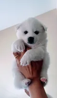 Apple , a female American Eskimo for sale in Saratoga, CA – 4 of 4
