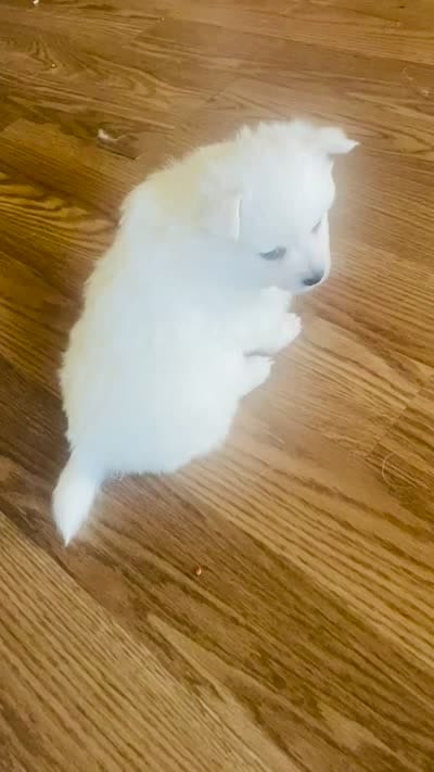 Smush , a female American Eskimo for sale in Saratoga, CA – 6 of 7