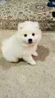 Snow , a female American Eskimo for sale in Saratoga, CA – 5 of 9