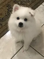 Luna, a female American Eskimo for sale in Saratoga, CA – Photo 3 of 4