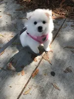 Luna, a female American Eskimo for sale in Saratoga, CA – Photo 4 of 4