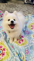 Blossom 🌼 , a female American Eskimo for sale in Saratoga, CA – Photo 1 of 7
