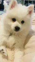 Blossom 🌼 , a female American Eskimo for sale in Saratoga, CA – Photo 5 of 7