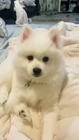 Blossom 🌼 , a female American Eskimo for sale in Saratoga, CA – Photo 4 of 7