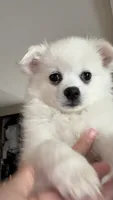 Chiquita , a female American Eskimo for sale in Saratoga, CA – 3 of 4
