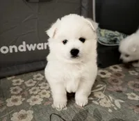 Snow , a female American Eskimo for sale in Saratoga, CA – 4 of 9