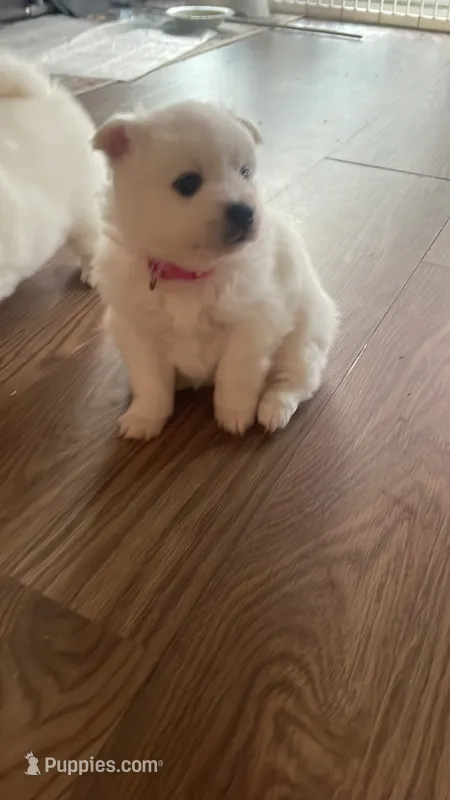 Sky  – American Eskimo puppy for sale in Saratoga, CA