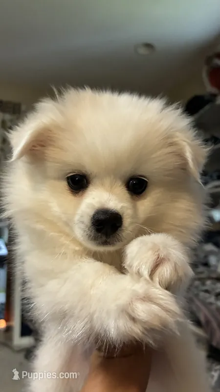 Chiquita  – American Eskimo puppy for sale in Saratoga, CA