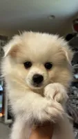 Chiquita , a female American Eskimo for sale in Saratoga, CA – 4 of 4