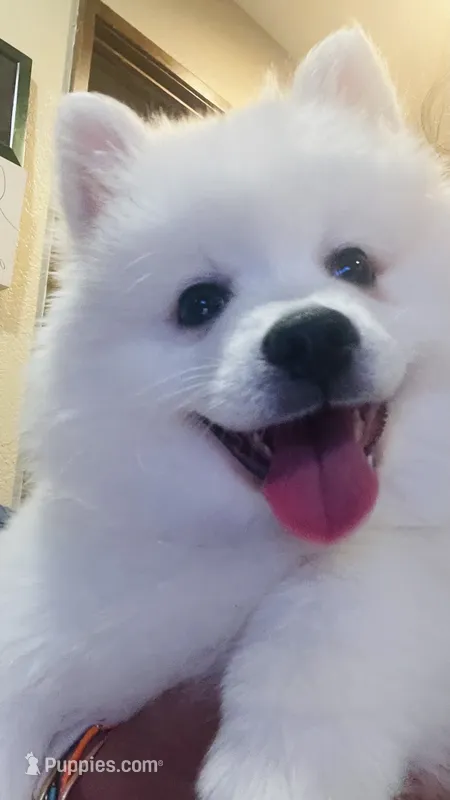 Sky – American Eskimo puppy for sale in Saratoga, CA