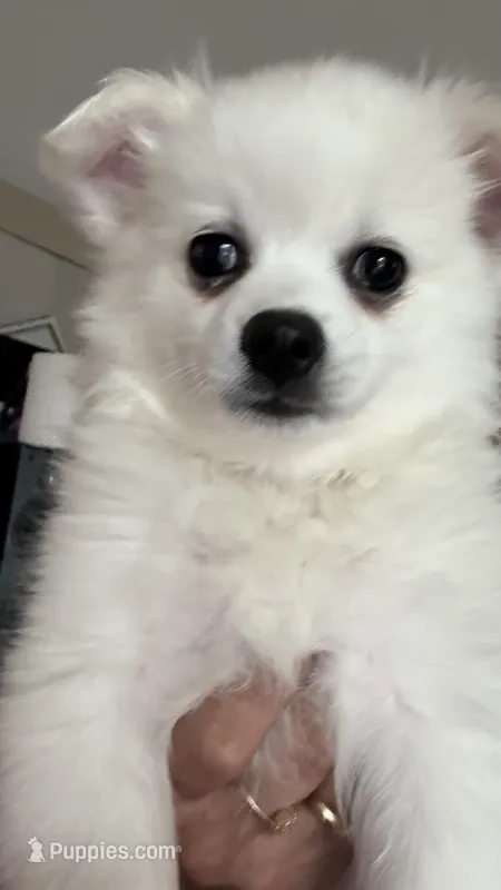 Chiquita  – American Eskimo puppy for sale in Saratoga, CA