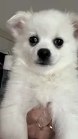 Chiquita , a female American Eskimo for sale in Saratoga, CA – 1 of 4