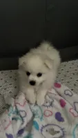 Smush , a female American Eskimo for sale in Saratoga, CA – 5 of 7