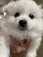 Snow , a female American Eskimo for sale in Saratoga, CA – 8 of 9