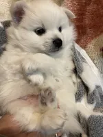Apple , a female American Eskimo for sale in Saratoga, CA – 2 of 4