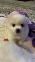 Snow , a female American Eskimo for sale in Saratoga, CA – 6 of 9