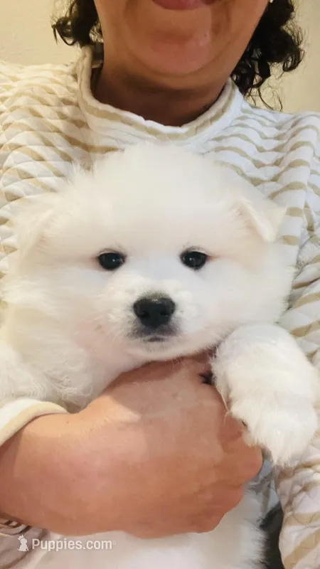 Blossom , a female American Eskimo for sale in Saratoga, CA – Photo 1 of 5