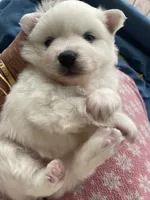 Sky, a female American Eskimo for sale in Saratoga, CA – 3 of 4