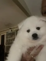 Smush , a female American Eskimo for sale in Saratoga, CA – 2 of 7
