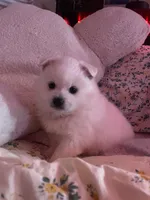 Sky, a female American Eskimo for sale in Saratoga, CA – 4 of 4